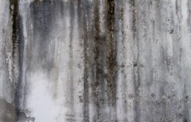 Mold Abatement VS Remediation: All Major Differences